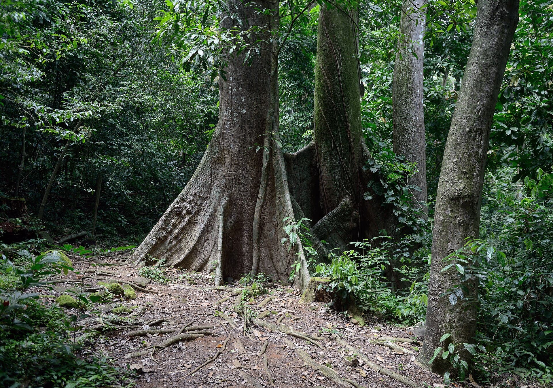 Precursores sísmicos y 3,000 años de observación maya